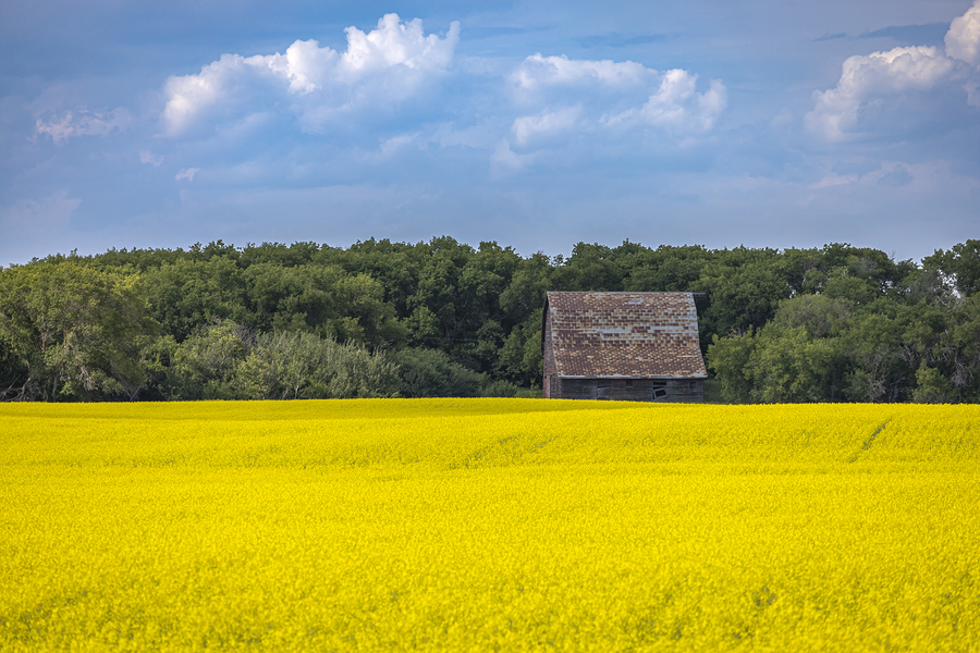 Old Barn and Canola Field  Print