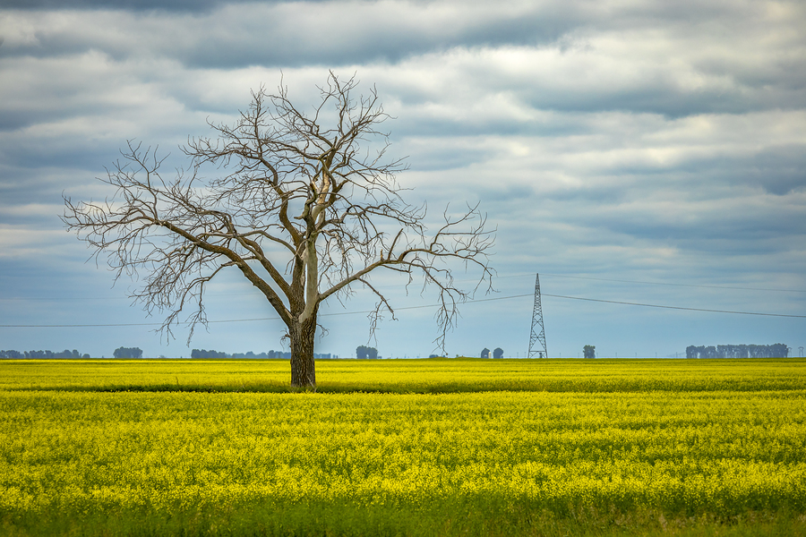 Solitude in Yellow  Print