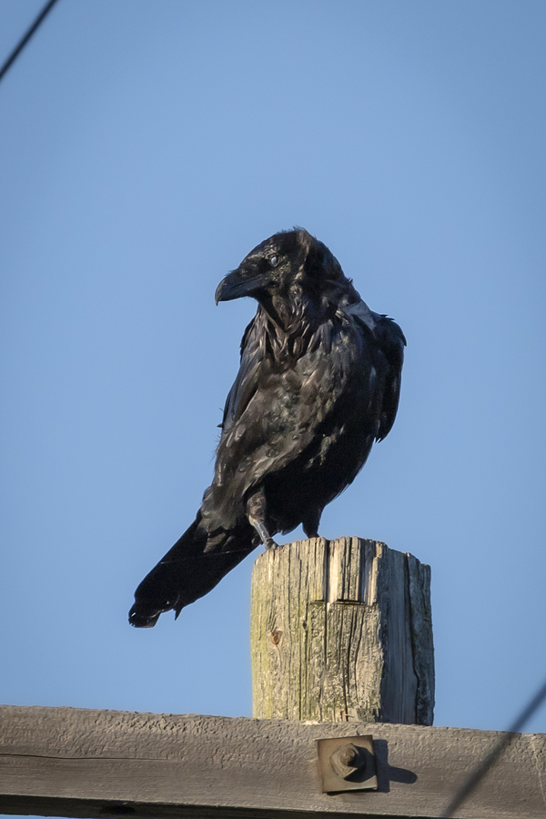 Raven on a Post  Print