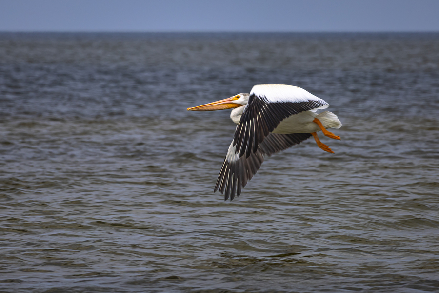 Pelican in Flight  Print