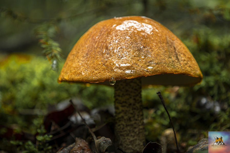 Mushroom after the rain  Print