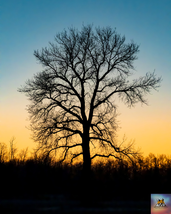 Lone Tree at Dusk  Print