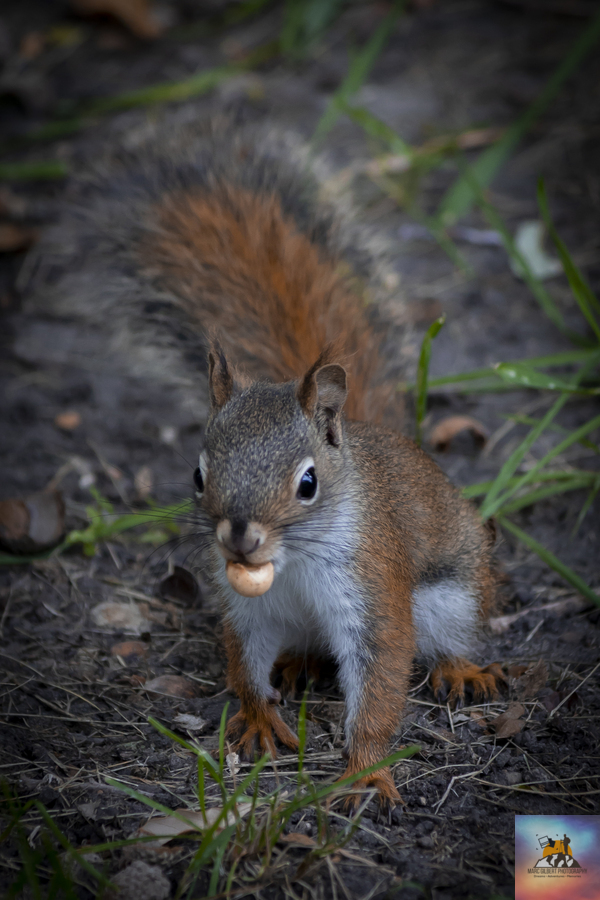 Squirrel Go Nuts  Print