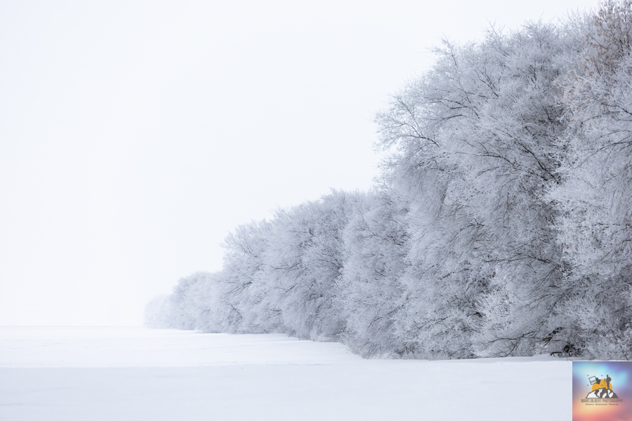 Tree Row in Hoarfrost  Print