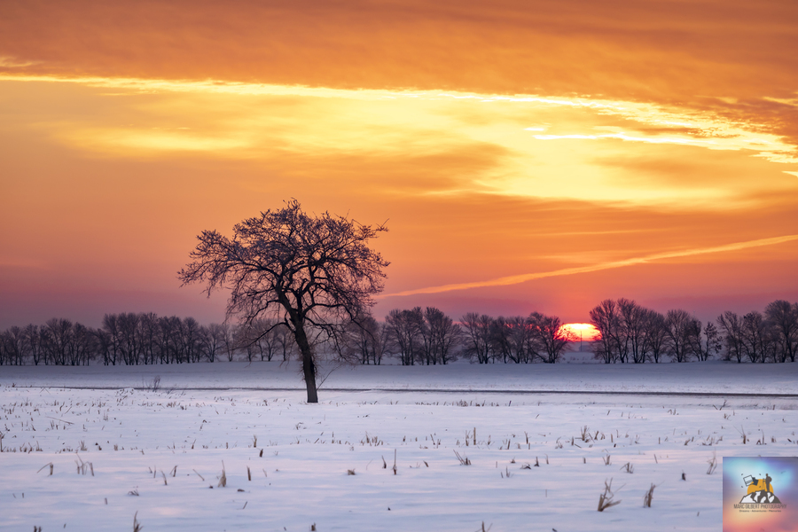 Lone Tree at Sunrise  Print