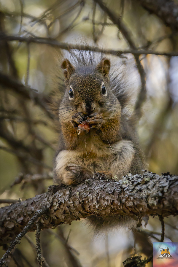 Squirrel in a Tree  Print