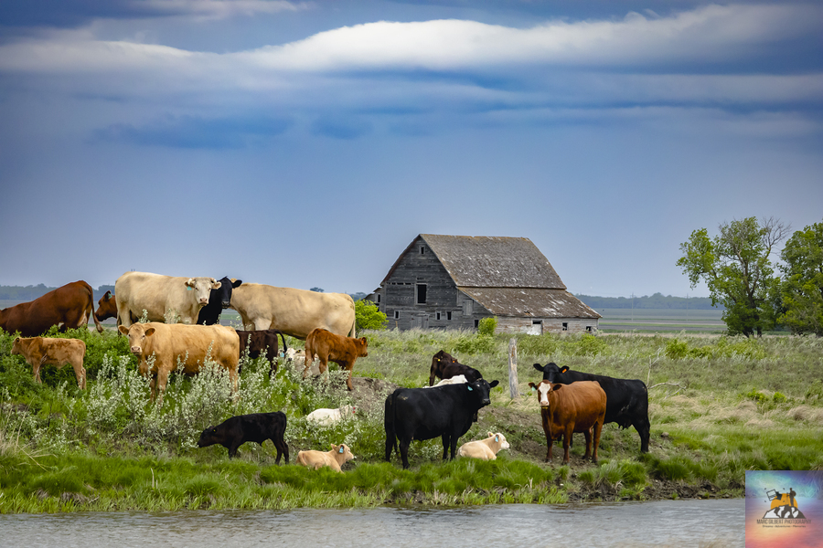 Cattle on a Hill  Print
