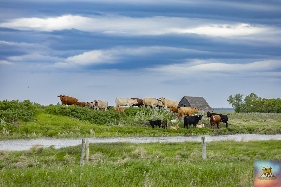 Cattle on a Hill  Print