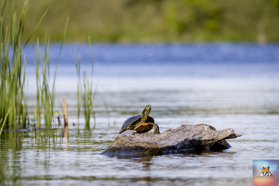 Painted Turtle  Print