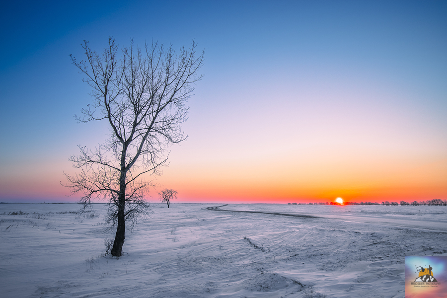 Lone Tree at Sunrise  Print