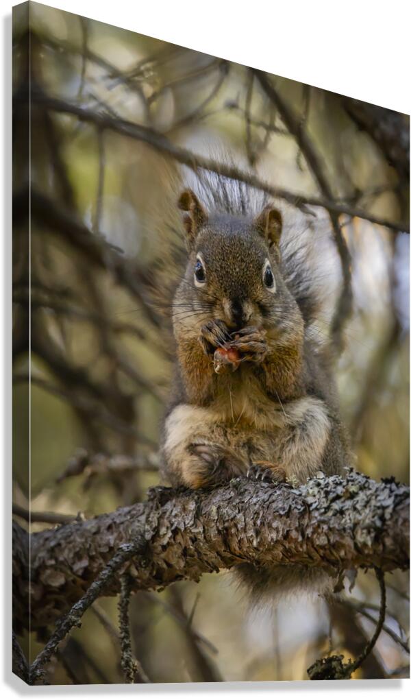 Squirrel in a Tree Canvas Print