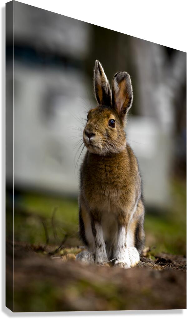 Bunny Canvas Print