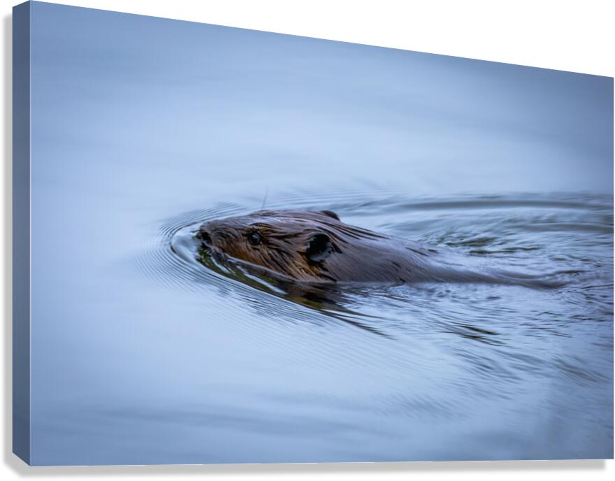 Beaver On still Waters Canvas Print