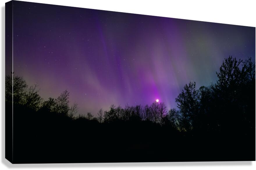 Aurora and Moonlight over the Canopy Canvas Print