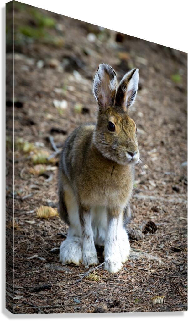 Bunny Canvas Print