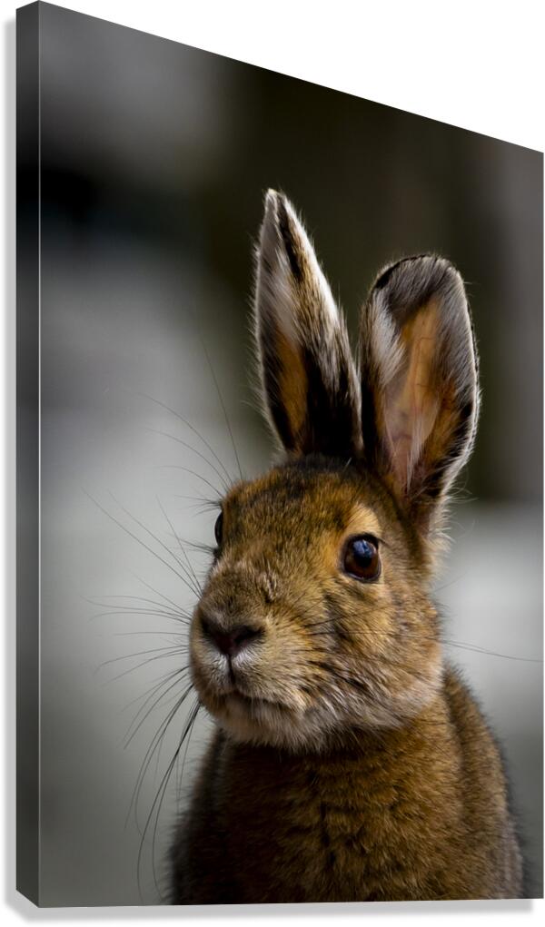 Bunny Canvas Print