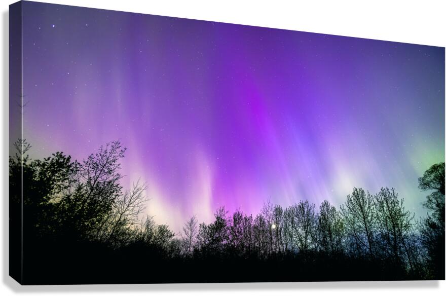 Northern Lights Above the Canopy Canvas Print