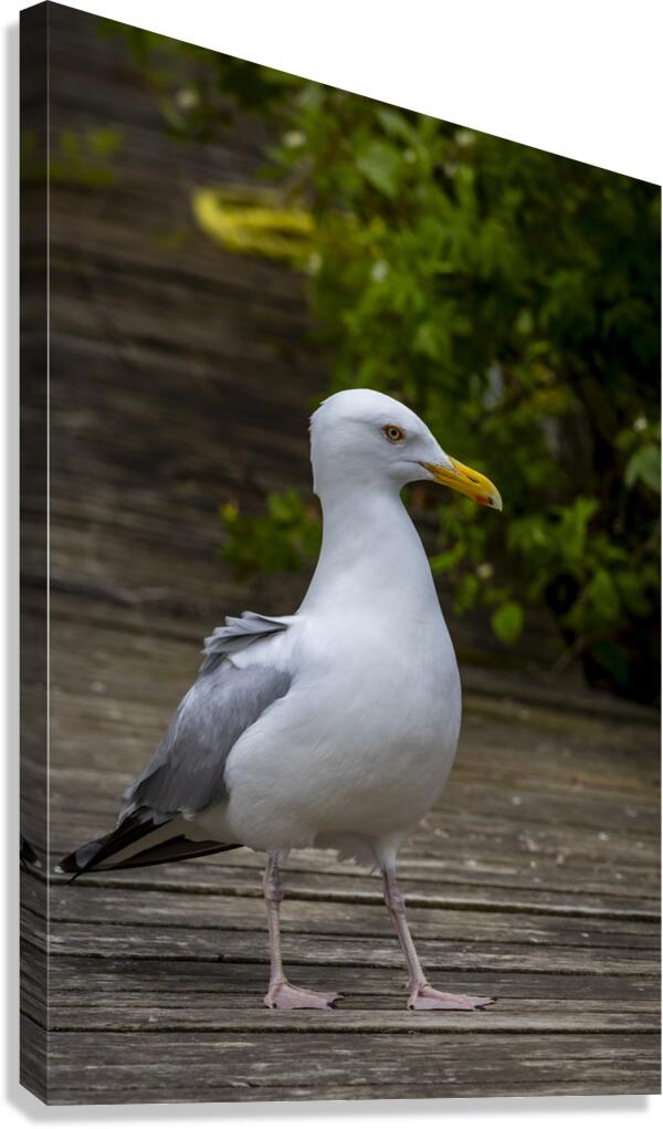 Gull Canvas Print