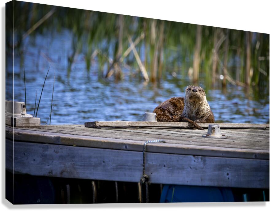 Otter Canvas Print