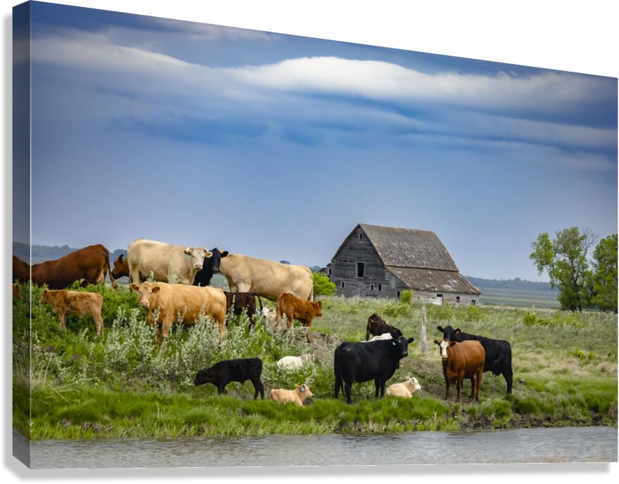 Cattle on a Hill Canvas Print