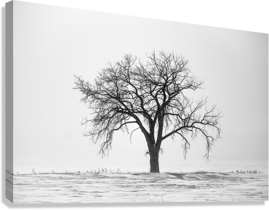 Lone Tree in Snowstorm Canvas Print