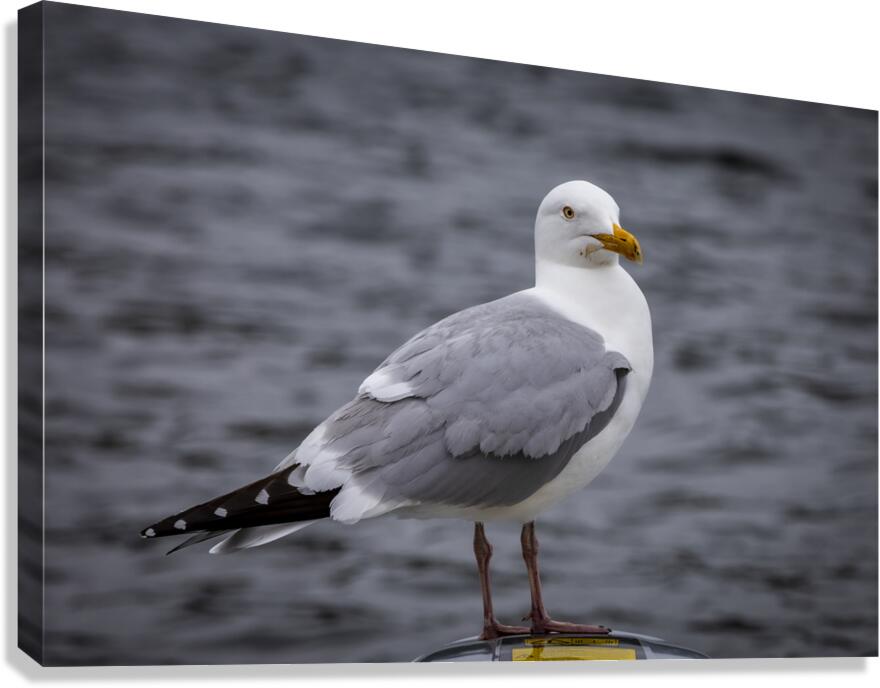 Gull Canvas Print
