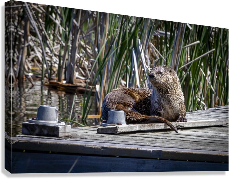 Otter Canvas Print
