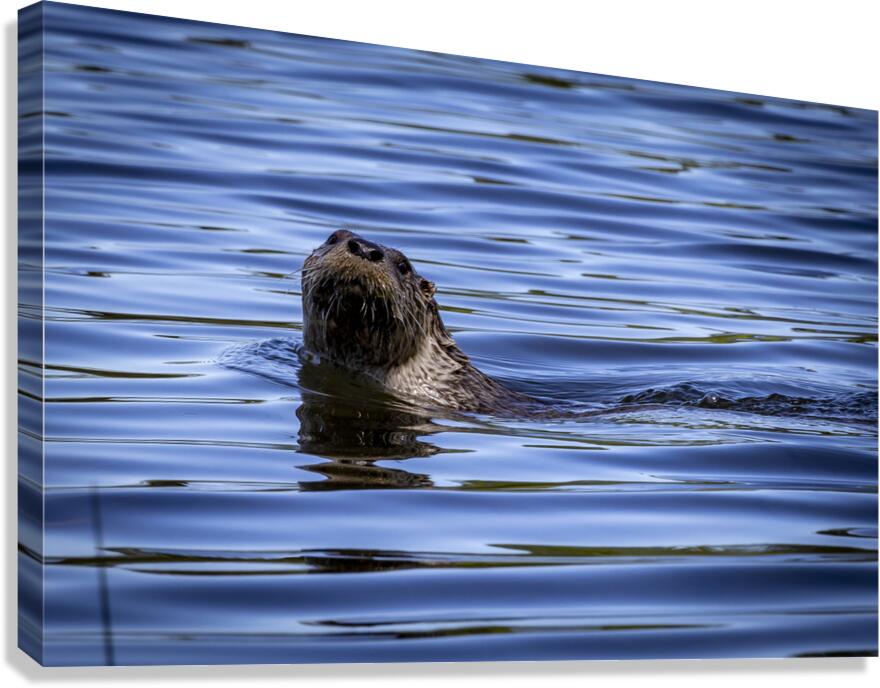 Otter Canvas Print
