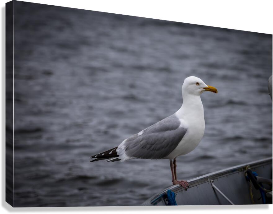 Gull Canvas Print
