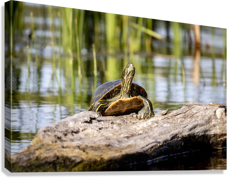 Painted Turtle Canvas Print