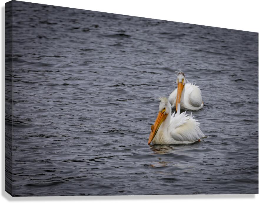 Pelicans Canvas Print