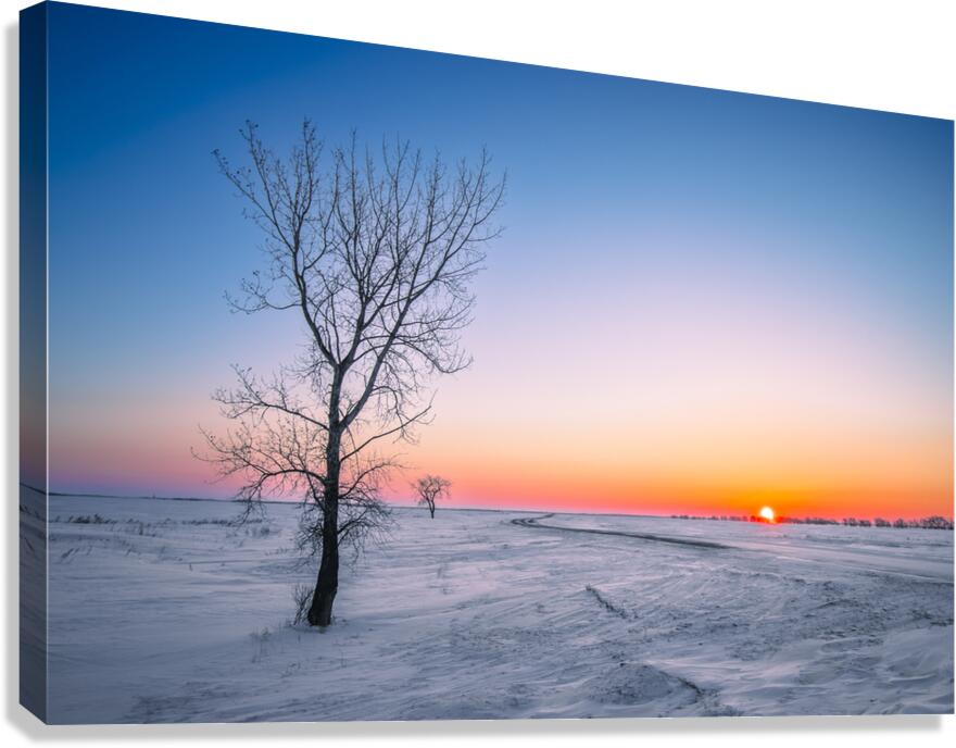Lone Tree at Sunrise Canvas Print