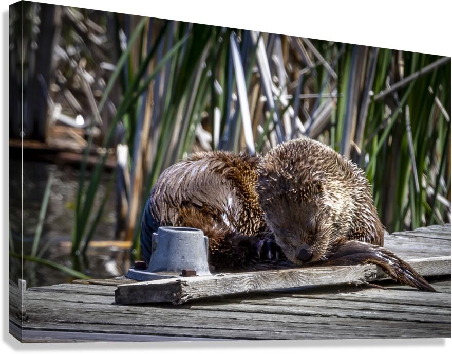 Otter Canvas Print