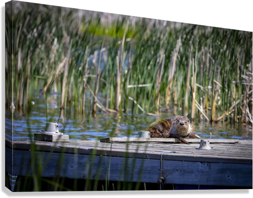 Otter Canvas Print