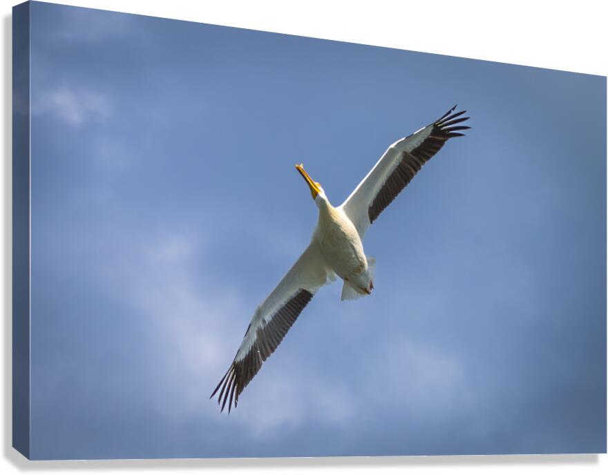 Pelican in Flight Canvas Print