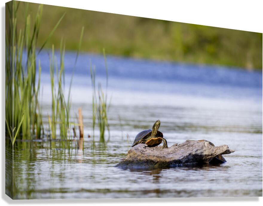 Painted Turtle Canvas Print