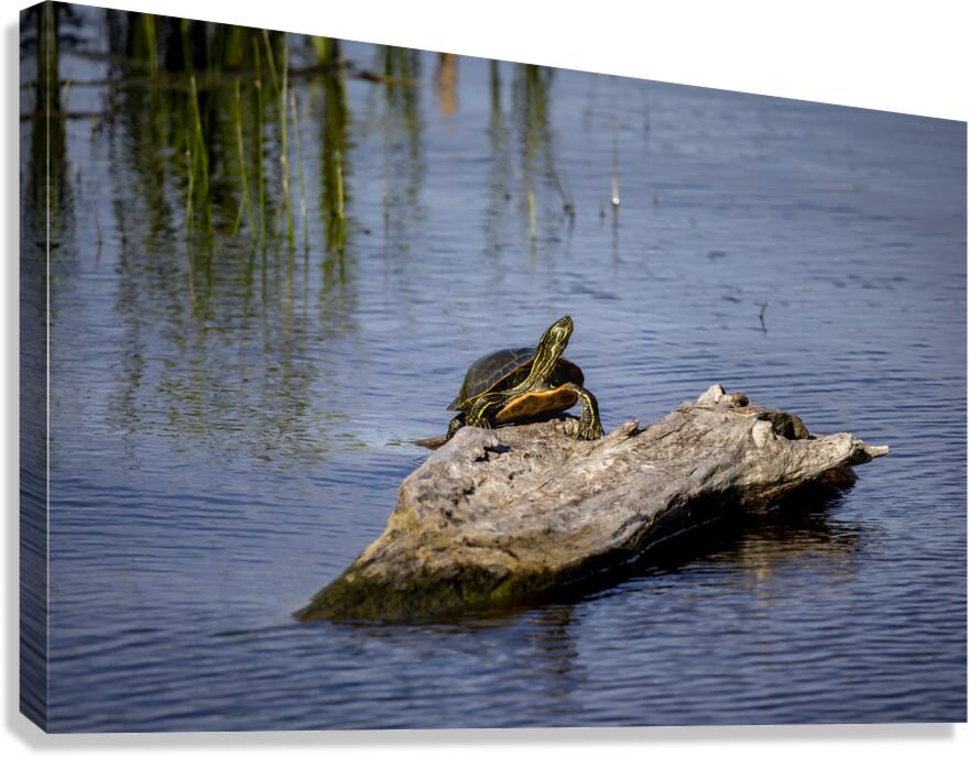 Painted Turtle Canvas Print