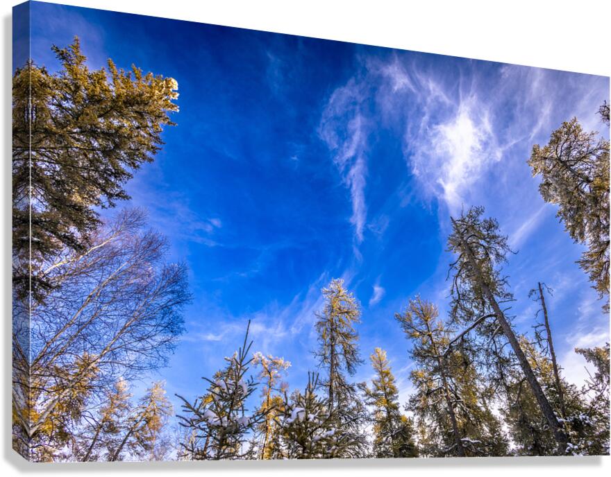 Frosted Trees Canvas Print
