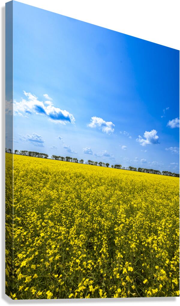 Canola Field Canvas Print