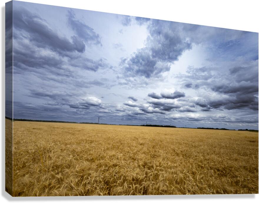 Ripe For Harvest Canvas Print