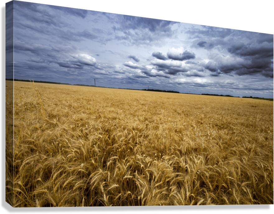 Ripe For Harvest Canvas Print