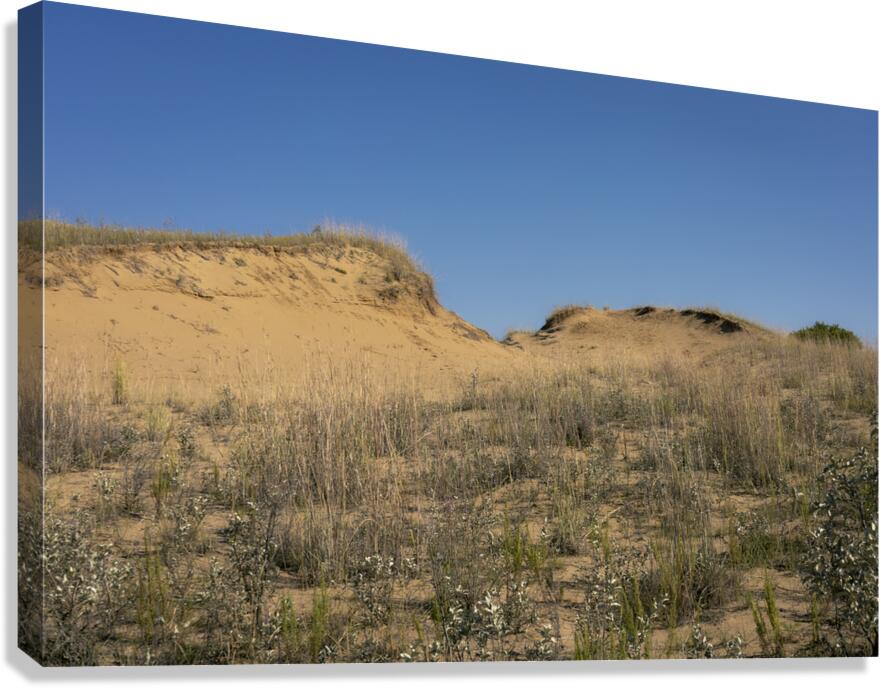 Spruce Woods Canvas Print