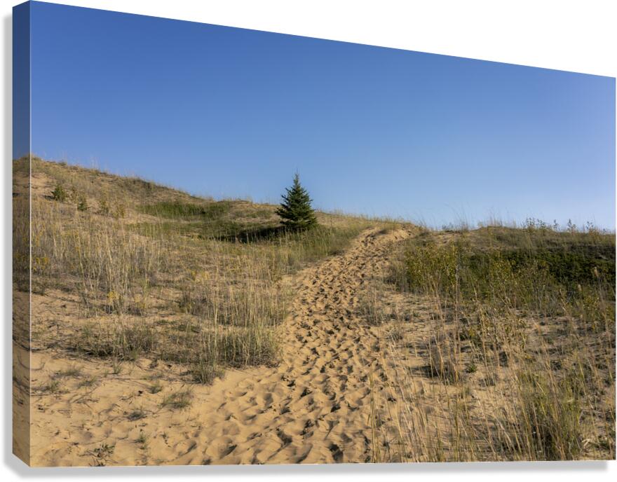 Spruce Woods Canvas Print