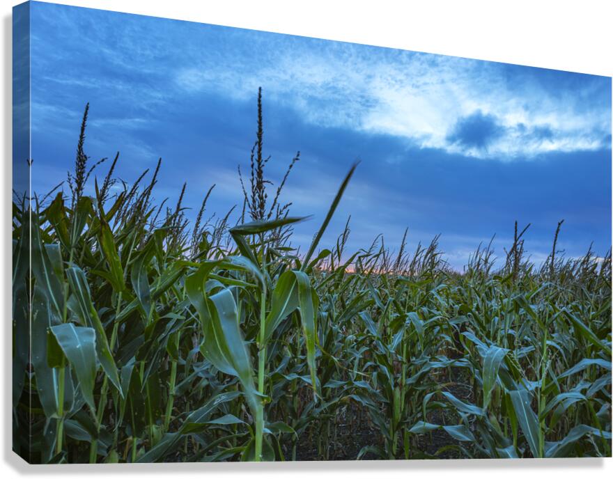 Cornfield at Sunset Canvas Print