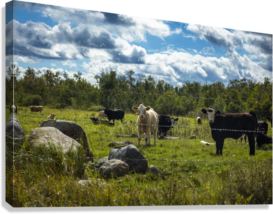 Cattle in Pasture Canvas Print