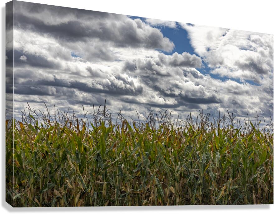 Cornfield Under a Cloudy Day Canvas Print