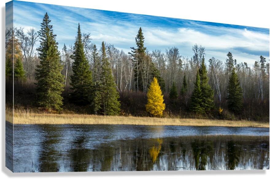 Tamarack Reflection Canvas Print