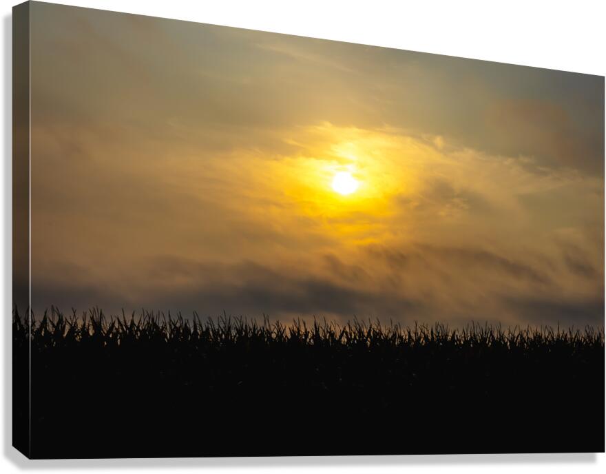 Hazy Sunrise Over Cornfield Canvas Print