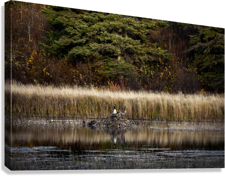Geese Atop Beaver Hut Canvas Print