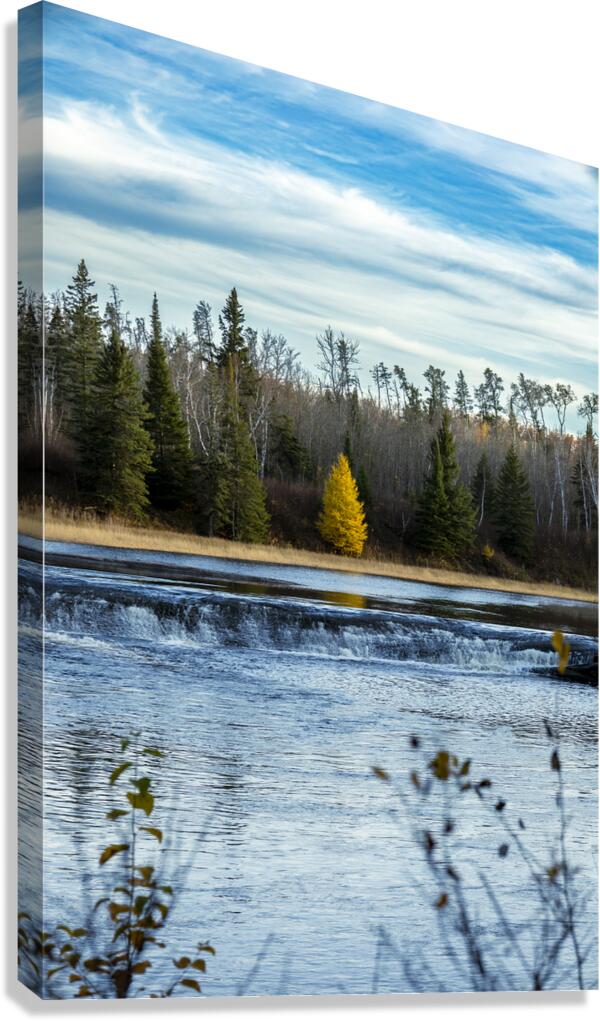 Lone Tamarack Behind the Falls Canvas Print